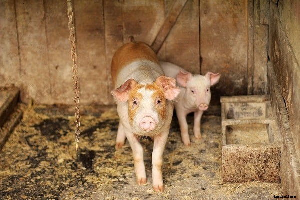 Pig Farming Loan, Subsidy, Schemes, How To Apply