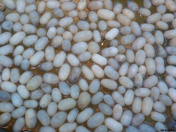 Silkworm Sericulture Subsidy, Loan, How to Apply