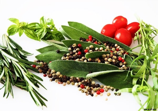 Herbal Farming, Cultivation, Growing Methods