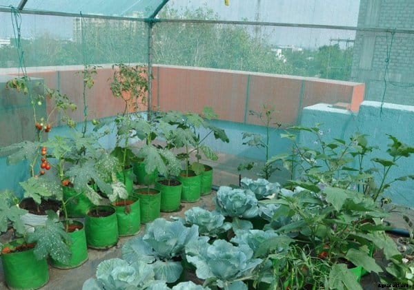 Shade House Farming, Types of Shade Houses