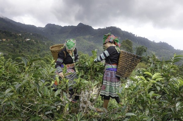 Women Role In Agriculture, Auqaculture, Livestock