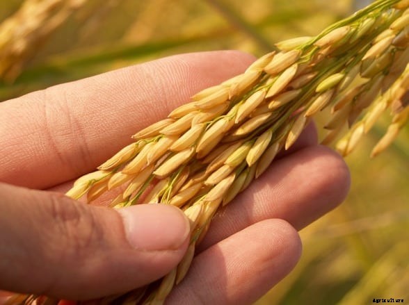 Pradhan Mantri Fasal Bima Yojana, Crop Insurance