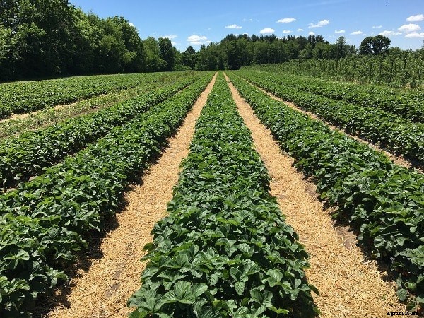 Organic Farming NABARD Subsidy, Loan, Schemes