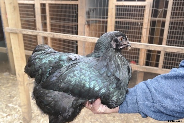 Contract Farming Objectives, Importance, Advantages