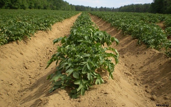 Organic Farming Ideas, Facts, Information For Dummies