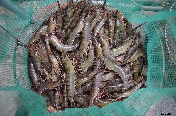 Frequently Asked Questions About Shrimp(Prawn) Farming