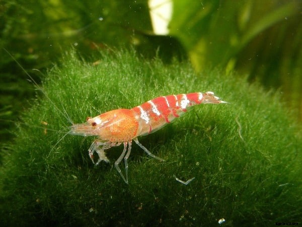 Frequently Asked Questions About Shrimp(Prawn) Farming
