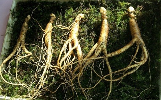 Growing Ginseng Herb, Farming, Cultivation Practices