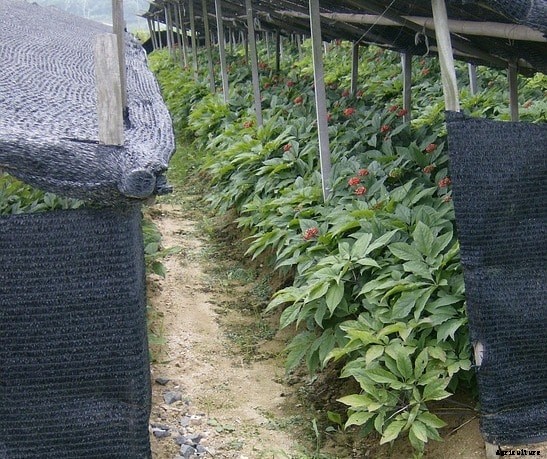 Growing Ginseng Herb, Farming, Cultivation Practices