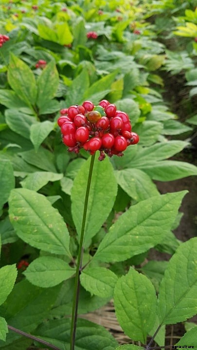 Growing Ginseng Herb, Farming, Cultivation Practices
