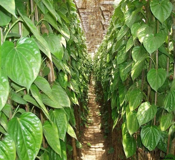 Betel Leaves Cultivation (Paan), Planting – A Complte Guide