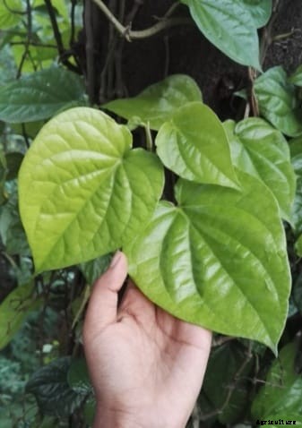 Betel Leaves Cultivation (Paan), Planting – A Complte Guide