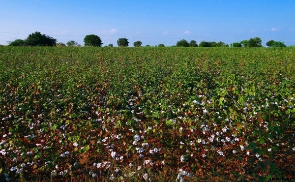 Cotton Cultivation Project Report, Farming Cost, Profit