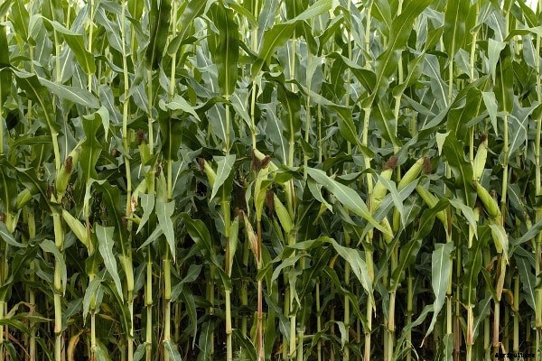 Maize Farming Project Report, Cost, Profit Guide