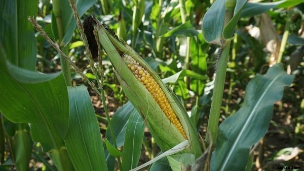 Maize Farming Project Report, Cost, Profit Guide