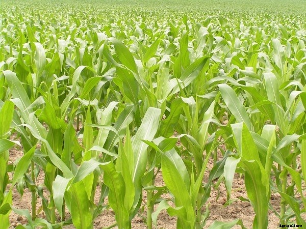 Maize Farming Project Report, Cost, Profit Guide