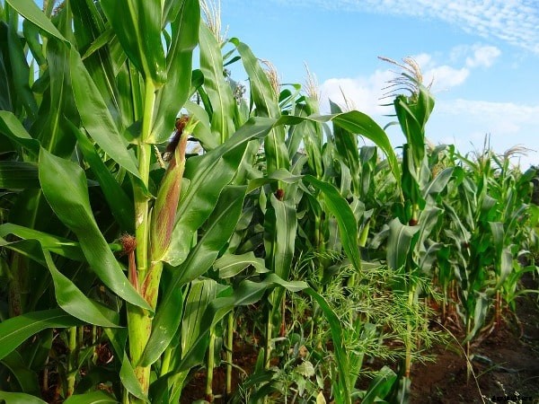 Maize Farming Project Report, Cost, Profit Guide