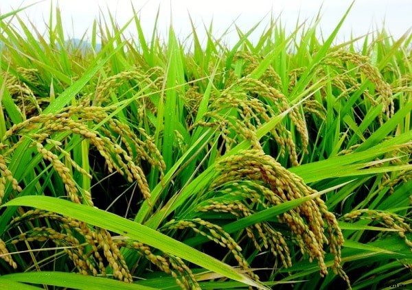 Rice Farming Project Report, Paddy Cultivation Practices