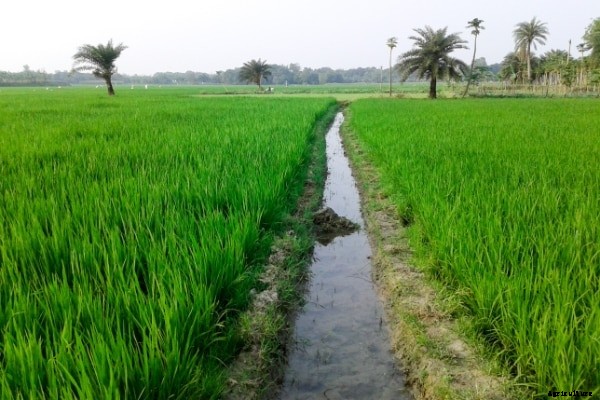 Rice Farming Project Report, Paddy Cultivation Practices