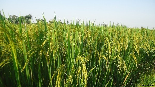 Rice Farming Project Report, Paddy Cultivation Practices
