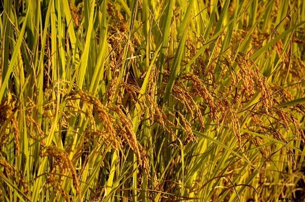 Rice Farming Project Report, Paddy Cultivation Practices