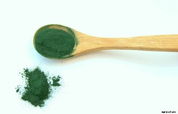 Spirulina Farming Project Report, Extraction Process