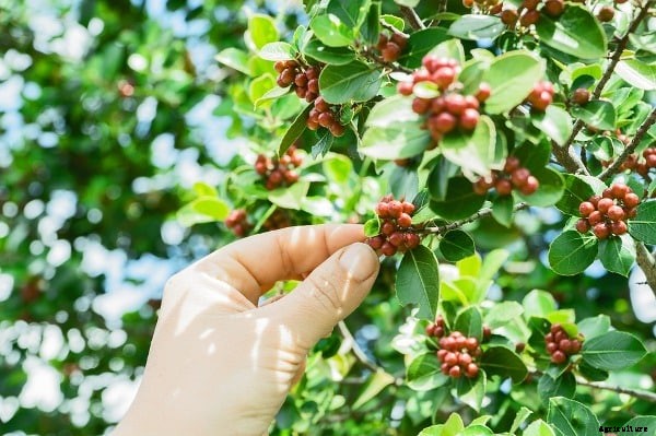 Coffee Farming Project Report, Cost, Profits Analysis