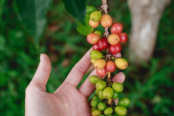 Coffee Farming Project Report, Cost, Profits Analysis