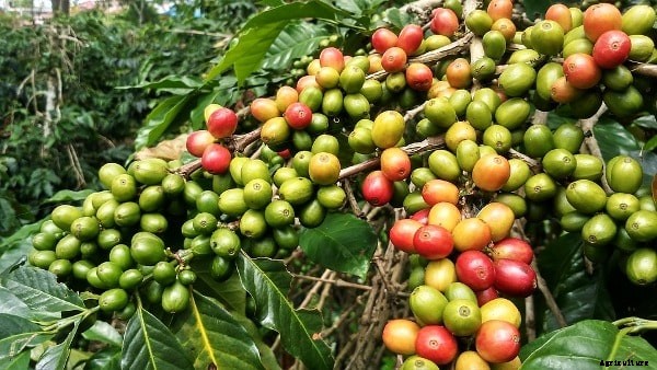 Coffee Farming Project Report, Cost, Profits Analysis