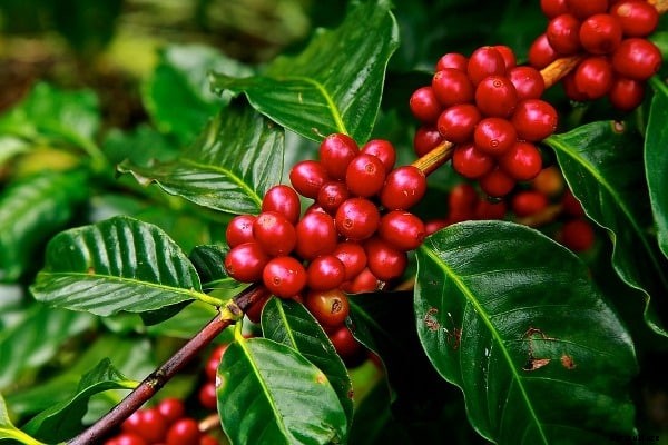 Coffee Farming Project Report, Cost, Profits Analysis