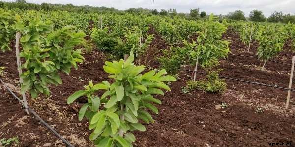 Drip Irrigation System – A Complete Guide