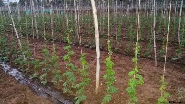 Drip Irrigation System – A Complete Guide