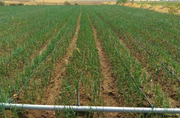 Drip Irrigation System – A Complete Guide