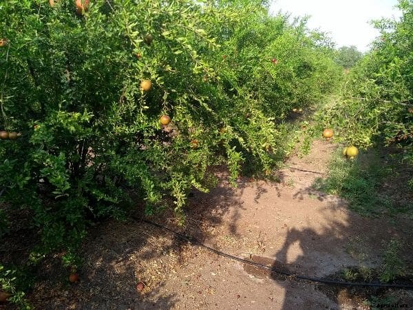 Drip Irrigation System – A Complete Guide