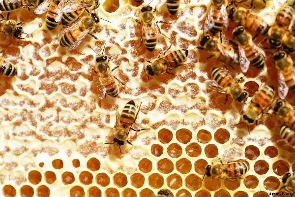 Honey Bee Farming Project Report, Cost, Profits