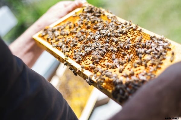 Honey Bee Farming Project Report, Cost, Profits