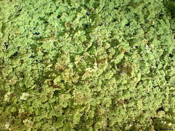 Azolla Farming Project Report, Cost, and Profits