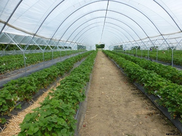 Greenhouse Farming FAQ Information For Beginners