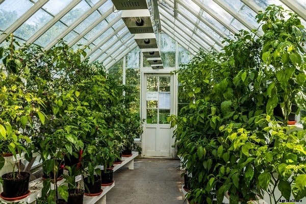 Greenhouse Farming FAQ Information For Beginners