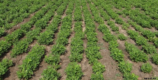 Groundnut Farming Project Report, Cost and Profit Details