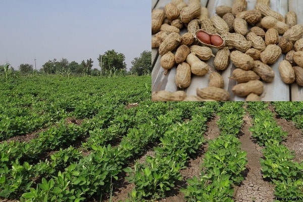 Groundnut Farming Project Report, Cost and Profit Details