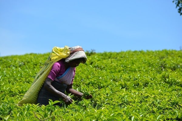 Tea Farming Project Report, Cost, Profits Details