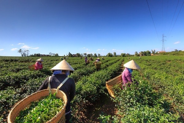 Tea Farming Project Report, Cost, Profits Details