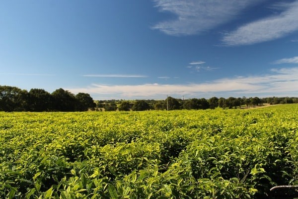 Tea Farming Project Report, Cost, Profits Details