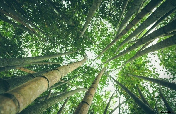 Bamboo Farming Project Report, Cost and Profit Details