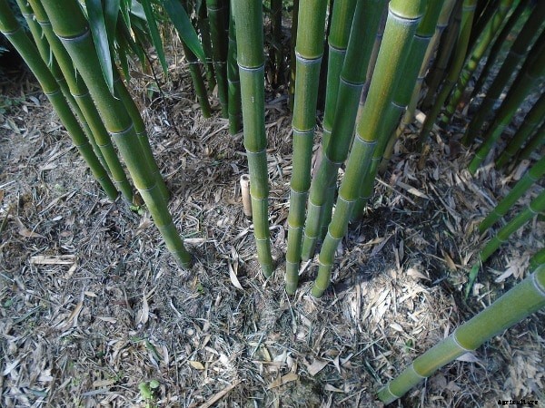 Bamboo Farming Project Report, Cost and Profit Details