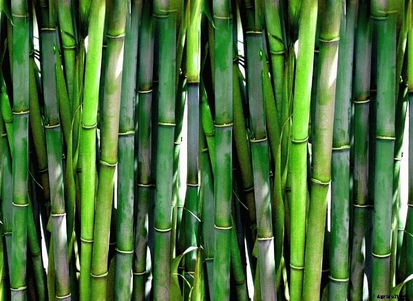 Bamboo Farming Project Report, Cost and Profit Details