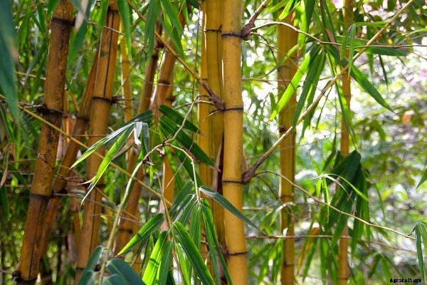 Bamboo Farming Project Report, Cost and Profit Details