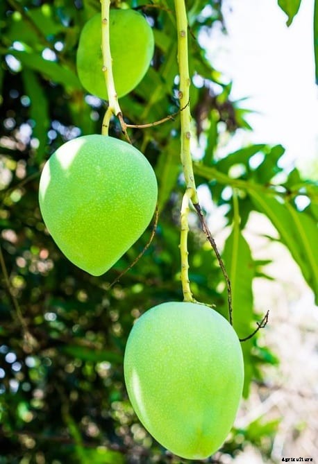 Mango Farming Project Report, Cost and Profit Analysis