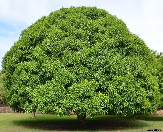 Mango Farming Project Report, Cost and Profit Analysis